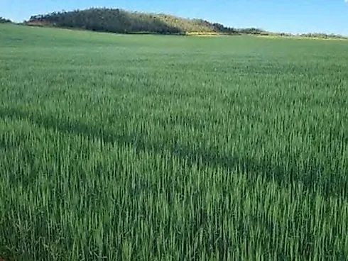 Fazenda 3.250 ha em São João da Aliança - Beira do Asfalto - Fazenda em Área Rural, São João D'aliança - Foto 2