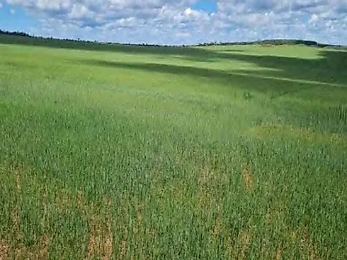 Fazenda 3.250 ha em São João da Aliança - Beira do Asfalto - Fazenda em Área Rural, São João D'aliança - Foto 3