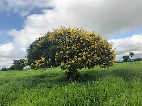 Fazenda Rica em Água e Pronta para Pecuária Intensiva em GO - Foto 6