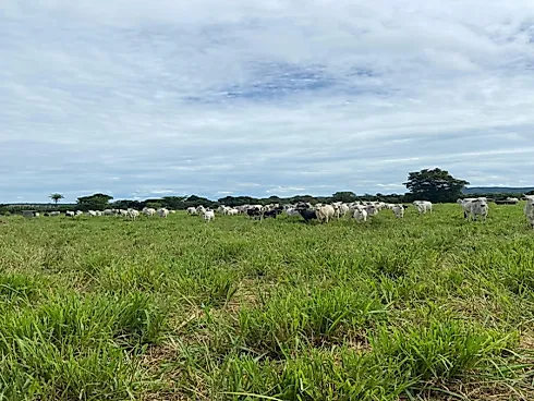 Fazenda em Área Rural, Monte Alegre de Goiás