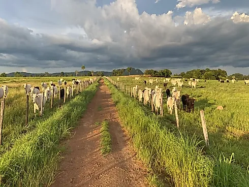 Fazenda Rica em Água e Pronta para Pecuária Intensiva em GO