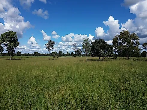 Fazenda Rica em Água e Pronta para Pecuária Intensiva em GO - Foto 7