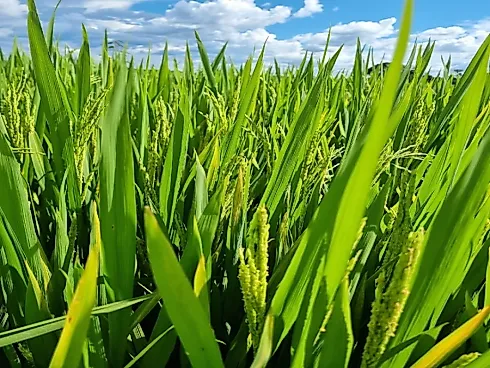 Fazenda Estratégica e Irrigada com 2.400 Hectares em Flores de Goiás - Foto 2
