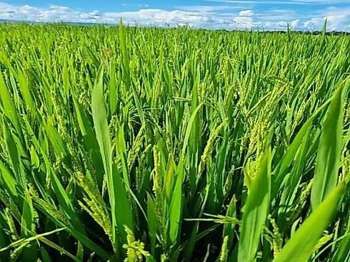 Fazenda Estratégica e Irrigada com 2.400 Hectares em Flores de Goiás - Foto 3
