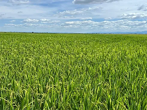 Fazenda Estratégica e Irrigada com 2.400 Hectares em Flores de Goiás - Foto 4