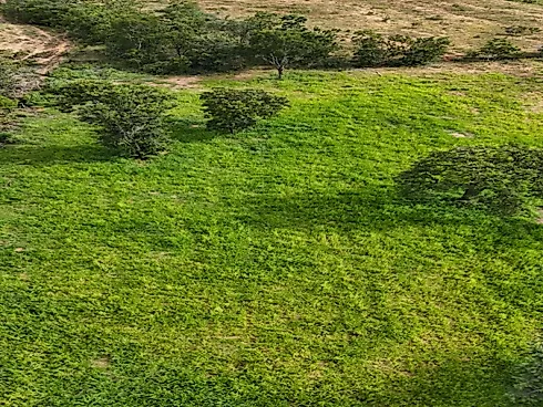 Fazenda para Pecuária em Niquelândia – GO - Foto 9