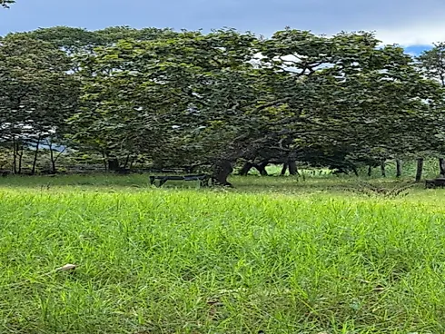 Fazenda para Pecuária em Niquelândia – GO - Foto 3