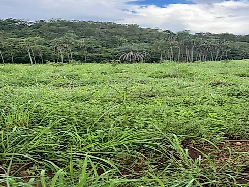 Fazenda para Pecuária em Niquelândia – GO - Foto 8