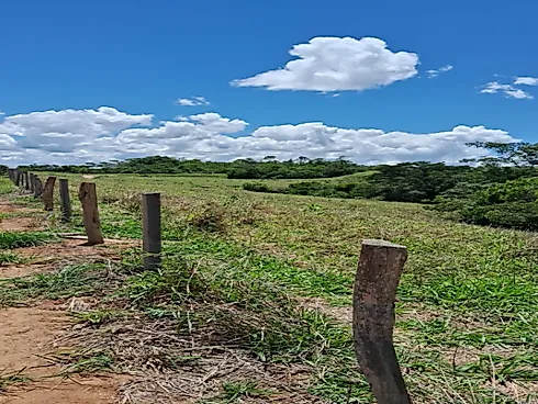 Excelente Fazenda de 7 Alqueires em Silvânia/GO - Foto 9