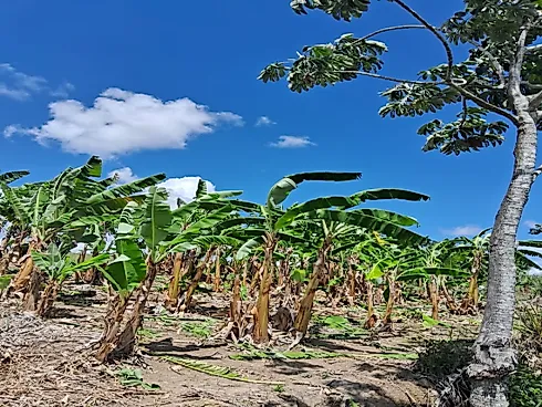 Excelente Fazenda de 7 Alqueires em Silvânia/GO - Foto 14