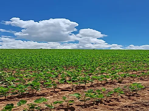 Fazenda em Área Rural de Silvânia, Silvânia
