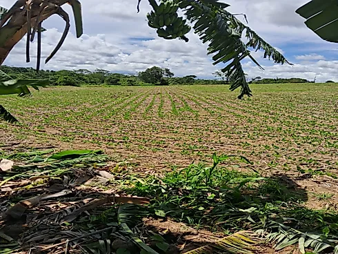 Fazenda em Área Rural de Silvânia, Silvânia