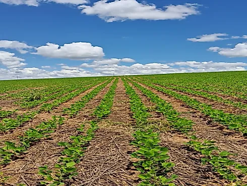 Fazenda em Área Rural de Silvânia, Silvânia