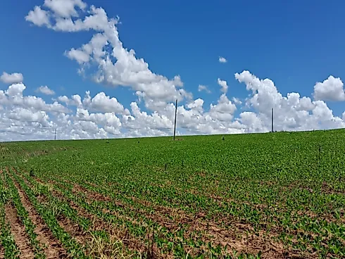 Excelente Fazenda de 7 Alqueires em Silvânia/GO - Foto 7