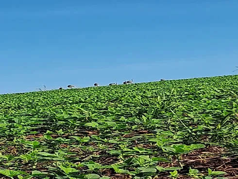 Excelente Fazenda de 7 Alqueires em Silvânia/GO - Foto 8