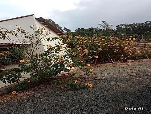 Chácara 1.500MT em Santa Tereza ES - Chácara - Foto 5