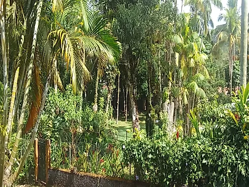 Casa Tipo Chácara à Venda | Massaguaçu – Caraguatatuba/SP - Foto 8