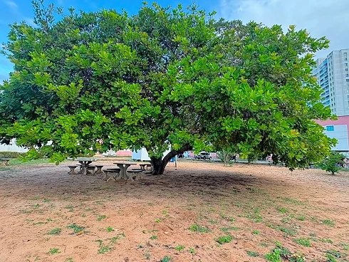 Apartamento à Venda em Ponta Negra com 2 Quartos , Natal, RN - Foto 13