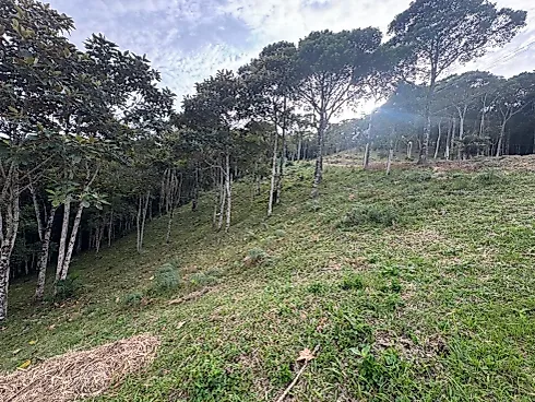 Terreno 1.201 m² Santo Amaro - Terreno em Varginha, Santo Amaro da Imperatriz - Foto 5