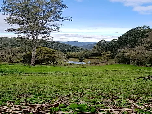Sítio \ Área de Terras na Coréia de 7 Hectares com Casa - Sítio em Coréia, Veranopolis - Foto 2