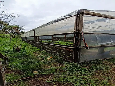 Sítio \ Área de Terras na Coréia de 7 Hectares com Casa - Sítio em Coréia, Veranopolis - Foto 4