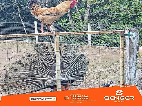 Lindo e Encantadorsítio em Lajeado Bonito-Cotiporã - Chácara em Interior, Cotipora - Foto 5