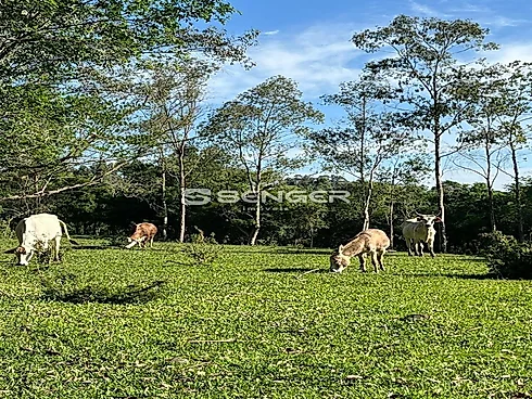Área de Terras em Veranópolis-Próximo a Cidade - Sítio em Interior, Veranopolis - Foto 4