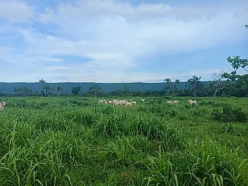 Sitio a Venda no Alto Paraguai - Foto 6