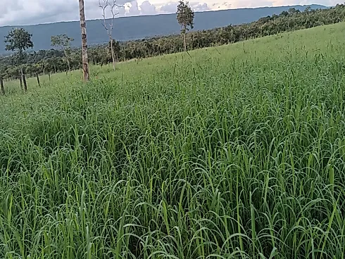 Sitio a Venda no Alto Paraguai - Foto 8