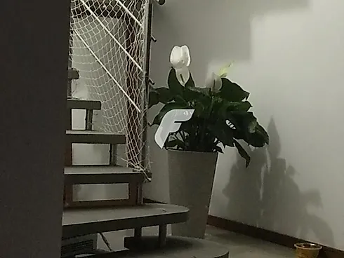 Casa em Campeche, Florianópolis