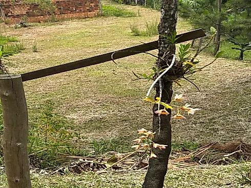 Sítio em Área Rural, Águas Mornas