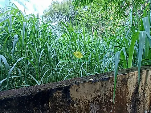 Terreno em Rio Tavares, Florianópolis