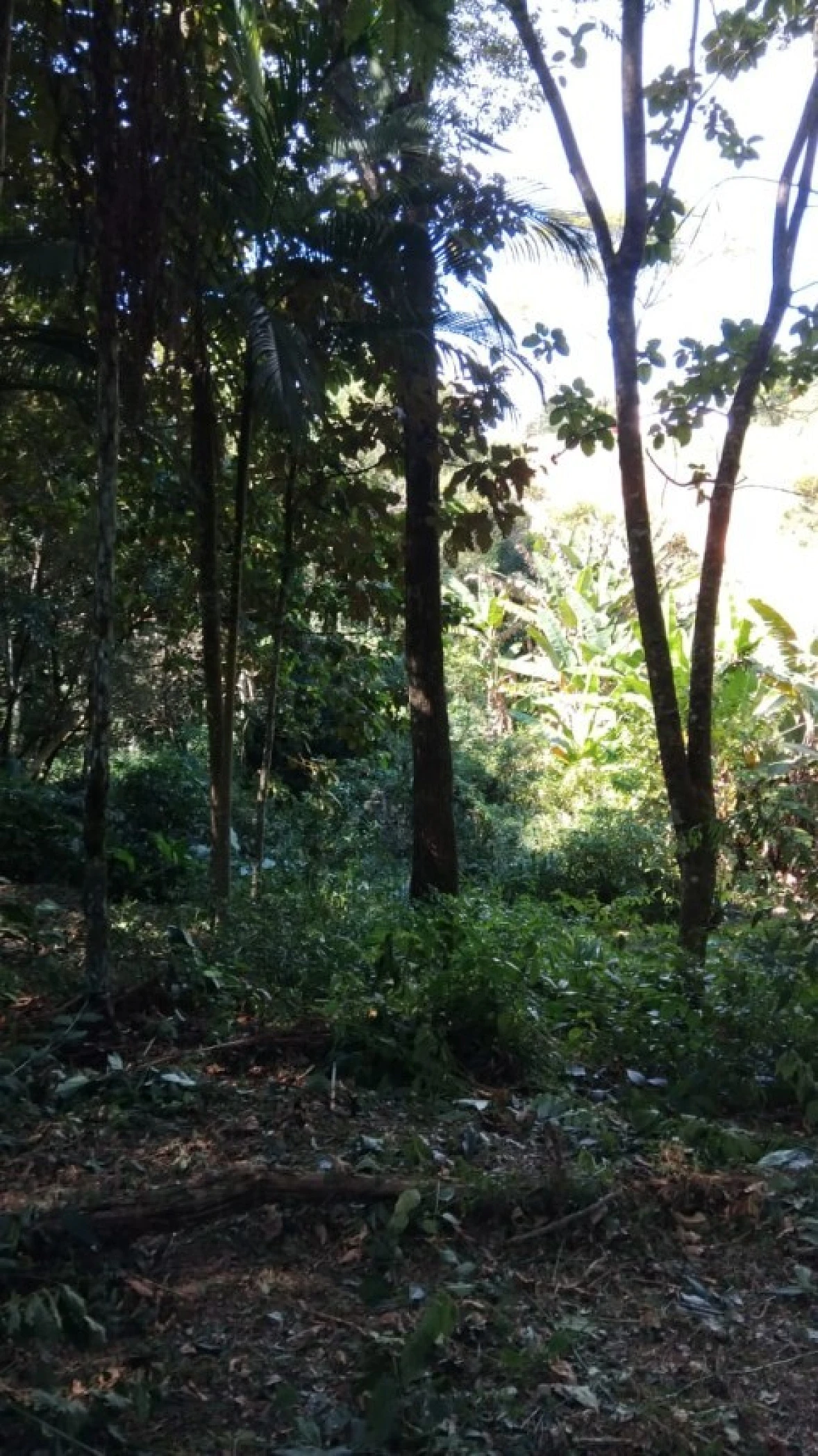 Terreno em São Sebastião, Palhoça