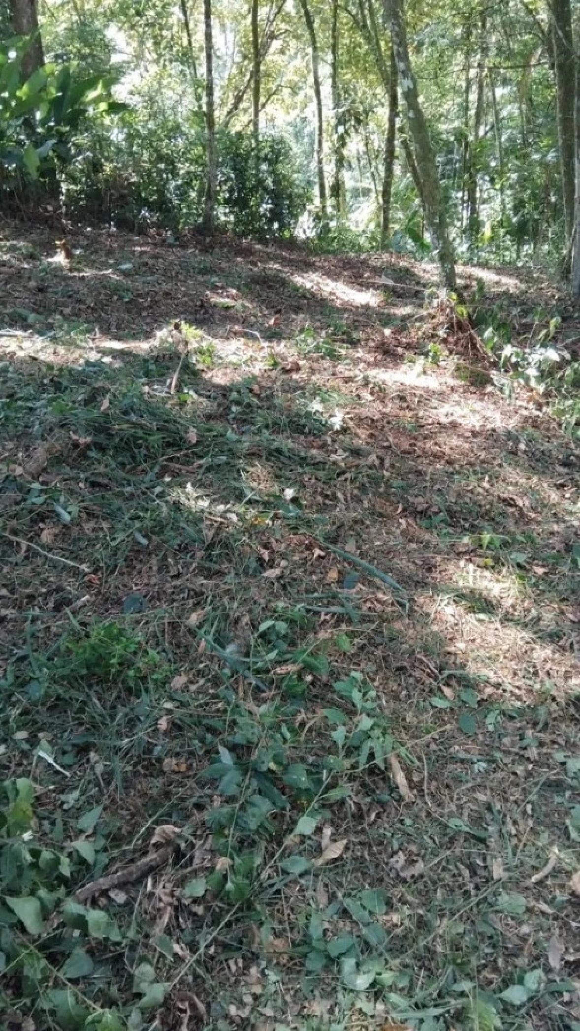 Terreno em São Sebastião, Palhoça