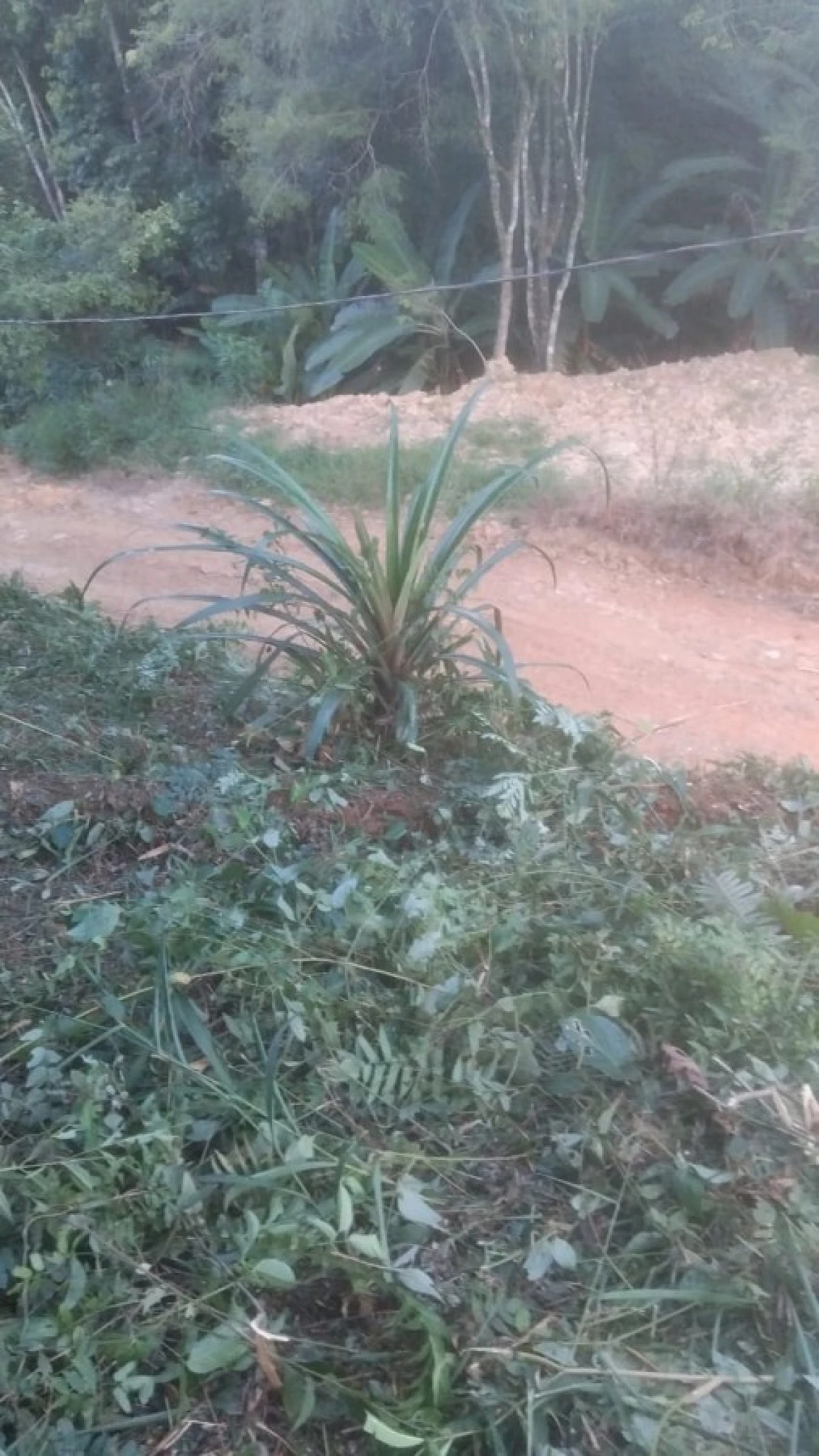 Terreno em São Sebastião, Palhoça