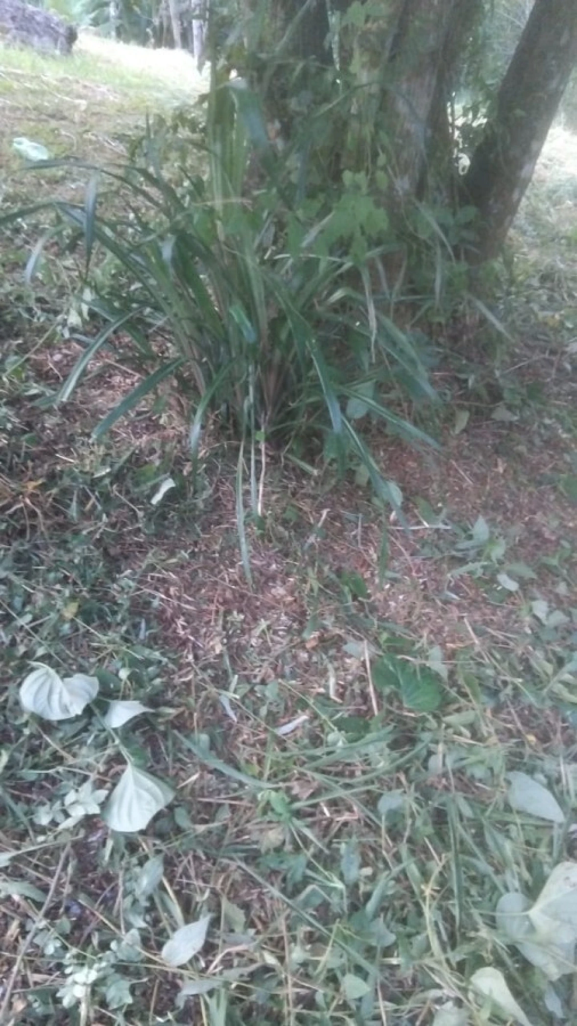 Terreno em São Sebastião, Palhoça