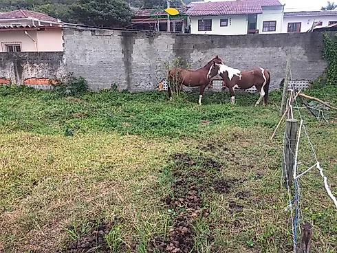 Terreno de 81.006 62 m2 a 260 Metros da Praia, com Potencial Hoteleiro - Pântano do Sul - Florianópo - Terreno em Pântano do Sul, Florianópolis - Foto 4