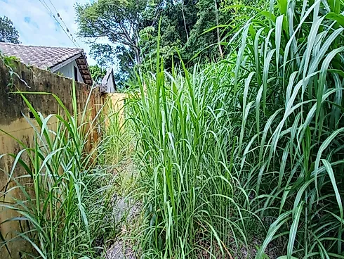 Terreno Plano de 480m² (24X20) em Servidão sem Saída no Rio Tavares - Florianópolis/SC - Terreno em Rio Tavares, Florianópolis - Foto 2