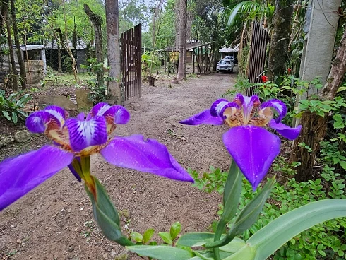 Sítio em Vargem do BraÇo, Santo Amaro da Imperatriz