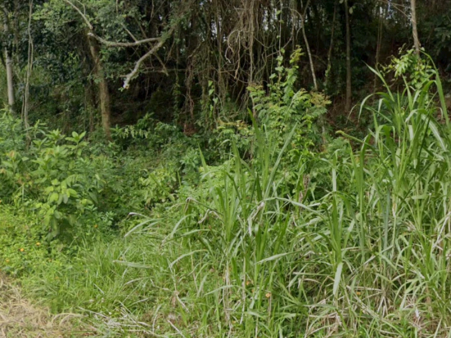 Terreno em Pantanal, Florianópolis. 0 quartos, 0m². Imagem 2 de 7