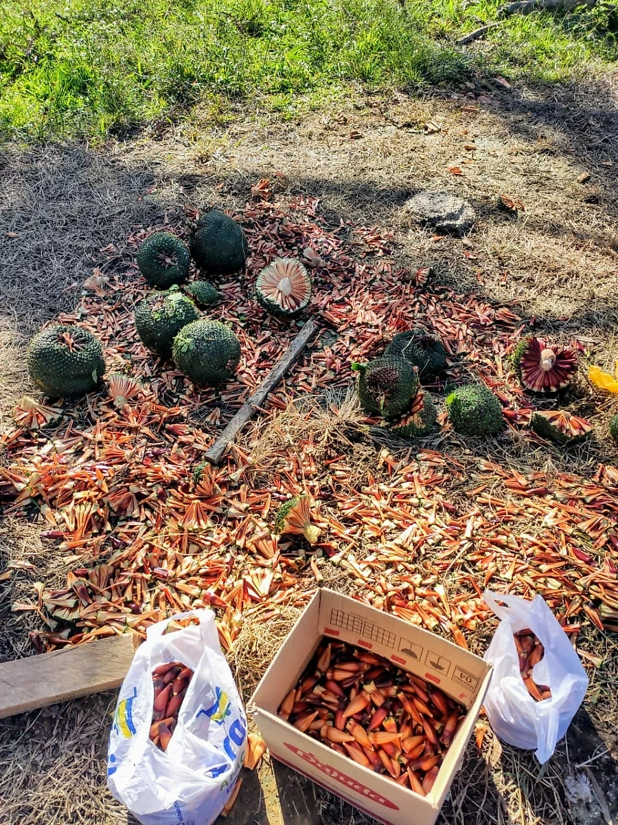 Sítio em Taquaras, Rancho Queimado. 2 quartos, 0m². Imagem 7 de 25