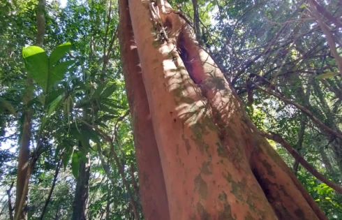 Sítio em Rural, São Bonifácio