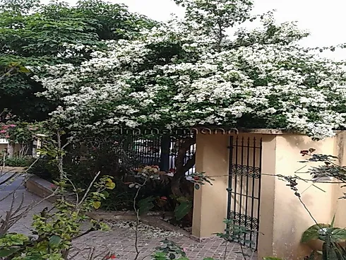 Casa 4 Quartos com 2 Suítes e 350m² - Chácara Santo Antonio - Casa em Chácara Santo Antonio, São Paulo - Foto 4